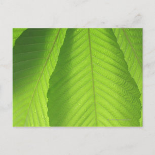 Carte Postale Feuilles Buckeye