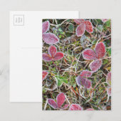 Carte Postale Feuilles couvertes de givre, Canada (Devant / Derrière)