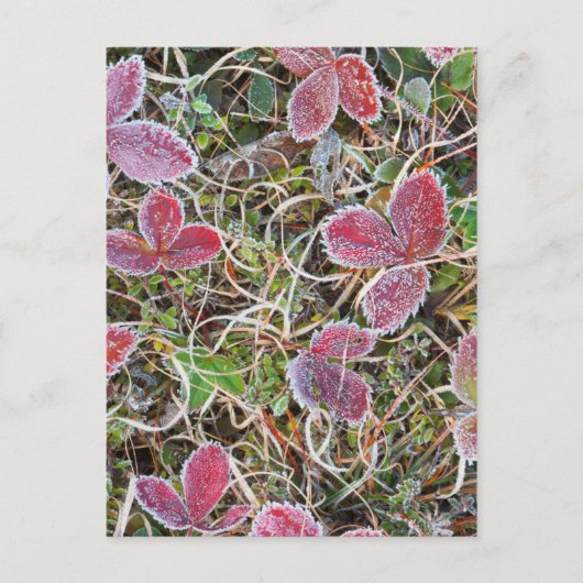 Carte Postale Feuilles couvertes de givre, Canada (Devant)