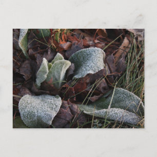 Carte Postale Feuilles couverts de gel