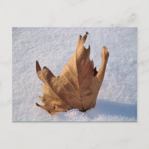 Carte Postale Feuilles dans la neige, lorsque l'automne rencontr