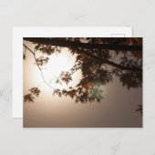 Carte Postale Feuilles d'arbre et lumière de lune (Devant / Derrière)