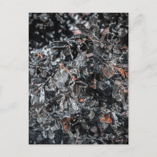 Carte Postale Feuilles d'argent et toile d'araignée, jardin de C