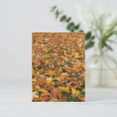 Carte Postale Feuilles d'automne (Debout devant)