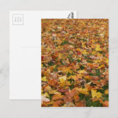 Carte Postale Feuilles d'automne (Devant / Derrière)