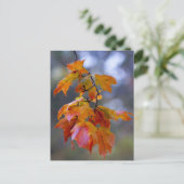Carte Postale Feuilles d'automne (Debout devant)