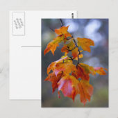 Carte Postale Feuilles d'automne (Devant / Derrière)