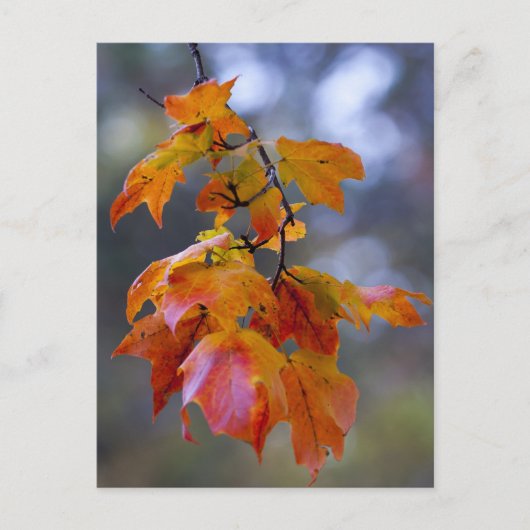 Carte Postale Feuilles d'automne (Devant)