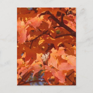 Carte Postale Feuilles d'automne