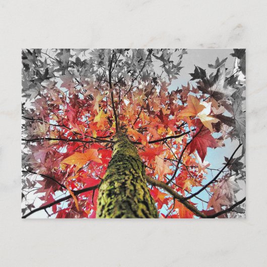 Carte Postale feuilles d'automne (Devant)