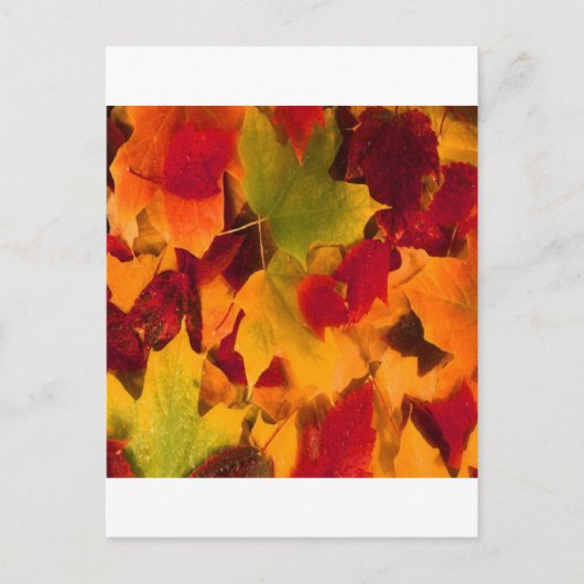 CARTE POSTALE FEUILLES D'AUTOMNE (Devant)