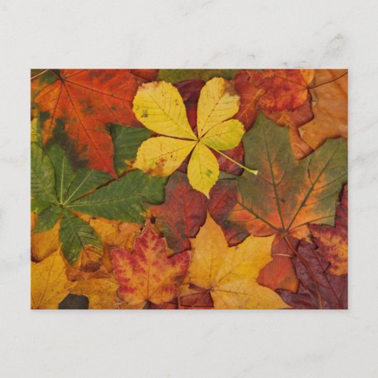Carte Postale Feuilles d'automne (Devant)