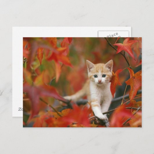 Carte Postale Feuilles d'automne (Devant / Derrière)