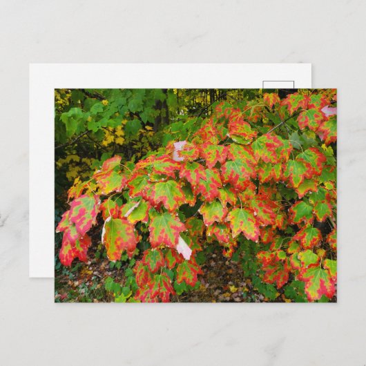 Carte Postale Feuilles d'automne (Devant / Derrière)