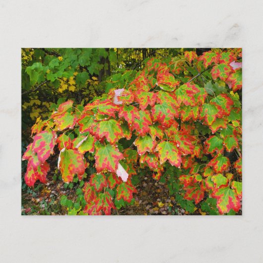 Carte Postale Feuilles d'automne (Devant)