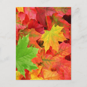 CARTE POSTALE FEUILLES D'AUTOMNE