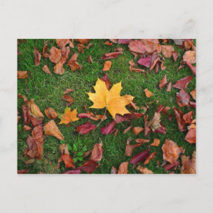 Carte Postale Feuilles d'automne