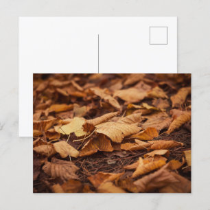 Carte Postale Feuilles d'automne