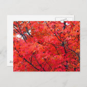 Carte Postale Feuilles d'automne (Devant / Derrière)