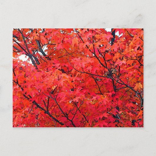 Carte Postale Feuilles d'automne (Devant)