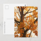 Carte Postale Feuilles d'automne (Devant / Derrière)