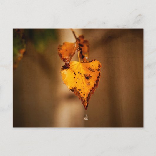 Carte Postale Feuilles d'automne (Devant)