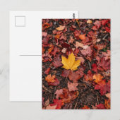Carte Postale Feuilles d'automne (Devant / Derrière)