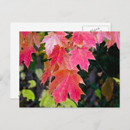 Carte Postale Feuilles d'automne (Devant / Derrière)