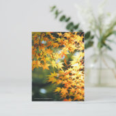 Carte Postale Feuilles d'automne [Carte postale] (Debout devant)