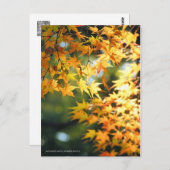 Carte Postale Feuilles d'automne [Carte postale] (Devant / Derrière)