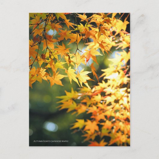Carte Postale Feuilles d'automne [Carte postale] (Devant)
