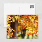 Carte Postale Feuilles d'automne [Carte postale] (Devant / Derrière)