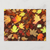 Carte Postale Feuilles d'automne colorées (Dos)