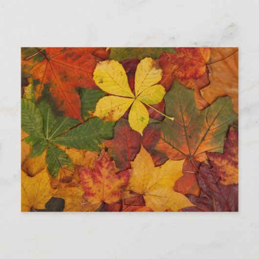 Carte postale Feuilles d'automne colorées (Devant)