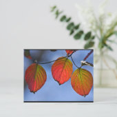 Carte Postale Feuilles d'automne colorées illuminées Trio (Debout devant)