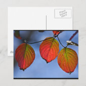 Carte Postale Feuilles d'automne colorées illuminées Trio (Devant / Derrière)