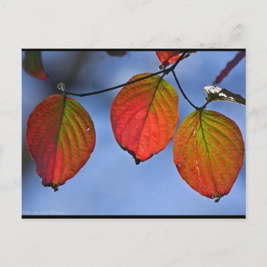 Carte Postale Feuilles d'automne colorées illuminées Trio (Devant)
