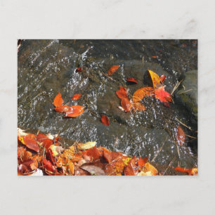 Carte Postale Feuilles d'automne dans la cascade I Photographie