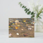 Carte Postale Feuilles d'automne dans l'étang de l'eau Photograp (Debout devant)