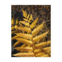 Feuilles d'automne de la Ferme jaune d'or Photo