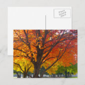 Carte Postale Feuilles d'automne de la photo jaune et orange (Devant / Derrière)