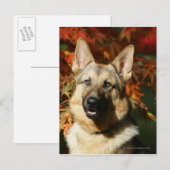 Carte Postale Feuilles d'automne du berger allemand (Devant / Derrière)