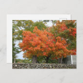 Carte Postale Feuilles d'automne en Nouvelle-Angleterre (Devant / Derrière)