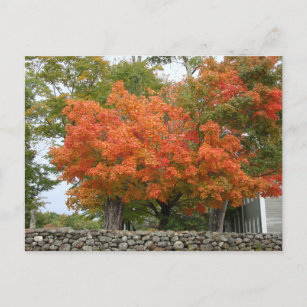 Carte Postale Feuilles d'automne en Nouvelle-Angleterre