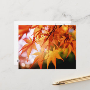 Carte Postale Feuilles d'automne : Japon