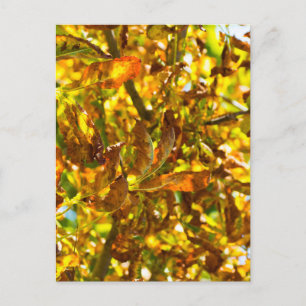 Carte Postale Feuilles d'automne motif