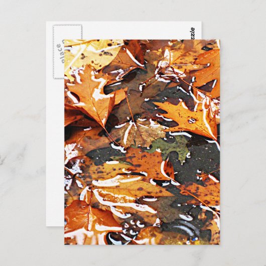 Carte Postale Feuilles d'automne pluvieuses (Devant / Derrière)