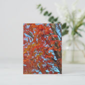 Carte Postale Feuilles d'automne rouges (Debout devant)