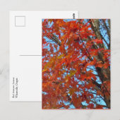 Carte Postale Feuilles d'automne rouges (Devant / Derrière)