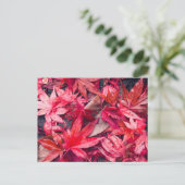 Carte Postale Feuilles d'automne rouges (Debout devant)